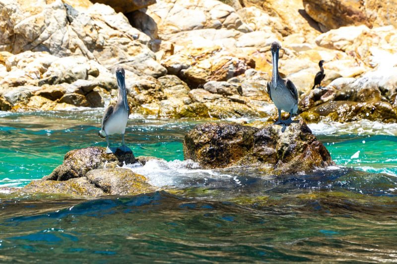 San Jose del Cabo vs Cabo San Lucas