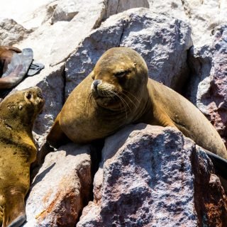 The Best Things to Do and See in Paracas