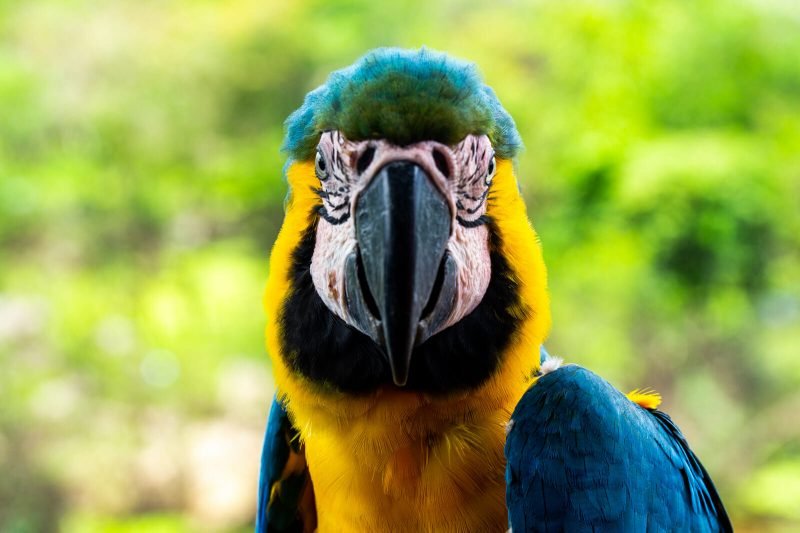 Wild Macaw found in the Amazon Jungle