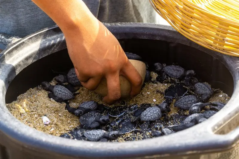 Sea Turtle Volunteer Program in Mexico