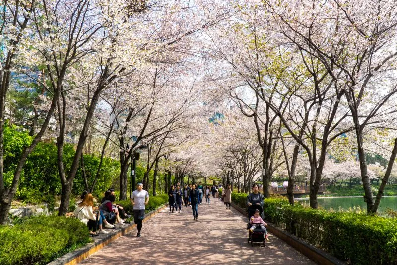 Cherry Blossom in South Korea