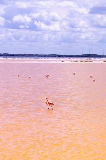 Las Coloradas Pink Lake
