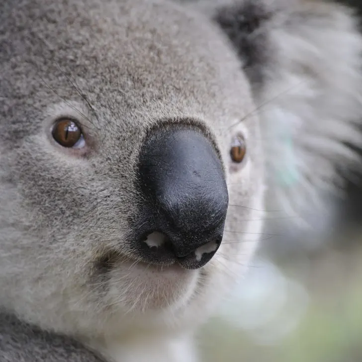 Koala in Australia