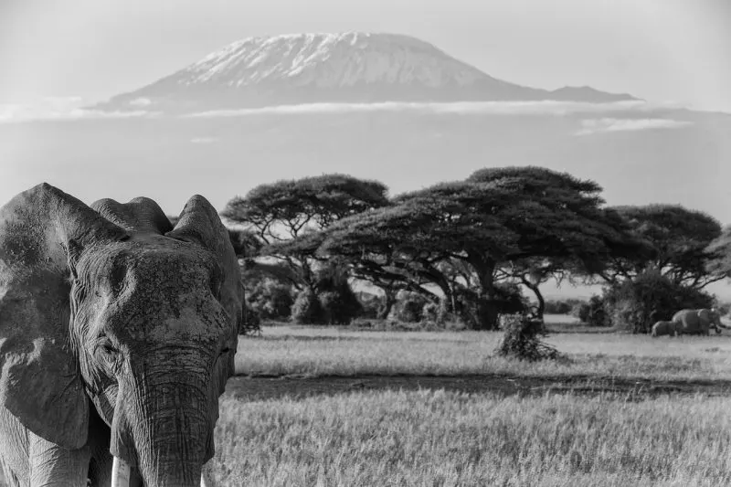 Elephants at Mount Kilimanjaro Elephants at Mount Kilimanjar
