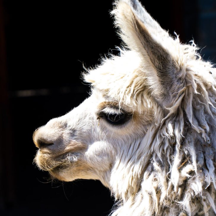 The friendly llamas of Peru