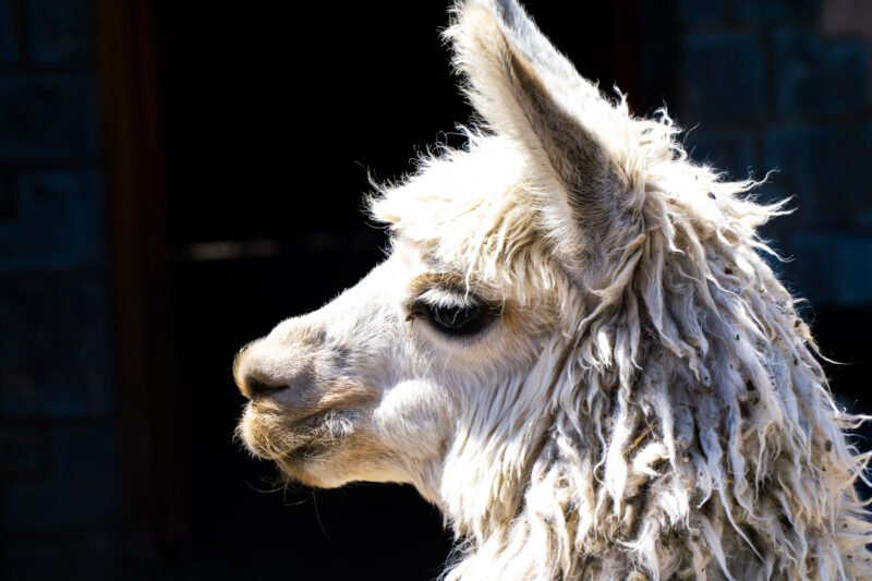 The friendly llamas of Peru