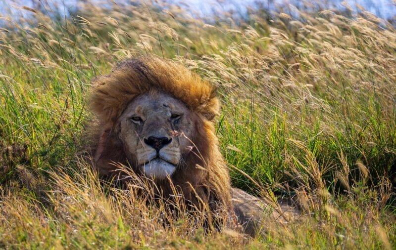 The African Serengeti