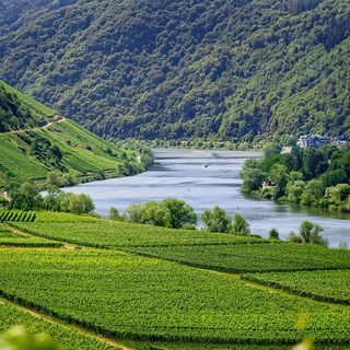 The Moselle River