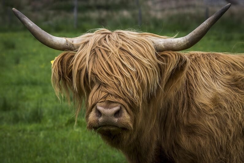 Scotland Highlands