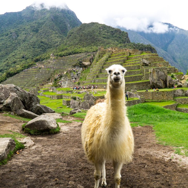 The Llamas of Machu Picchu