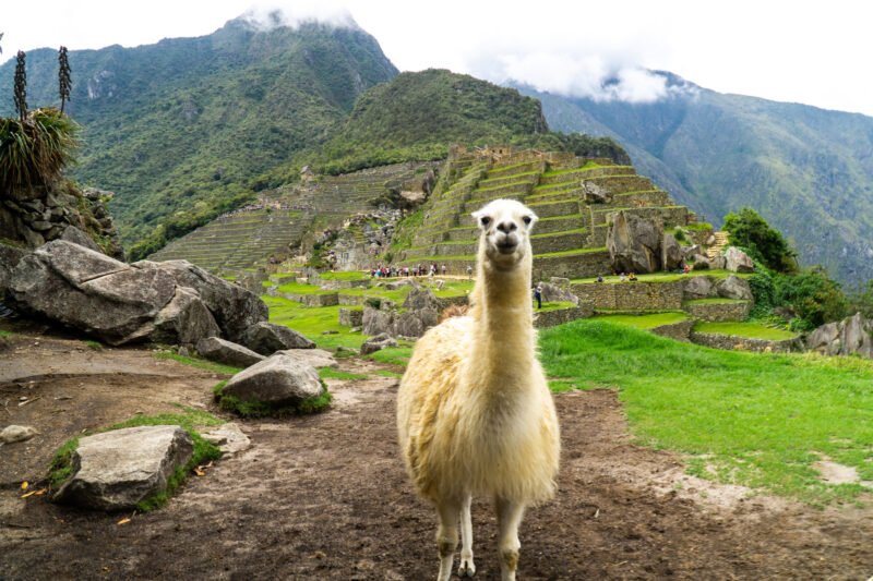 The Llamas of Machu Picchu