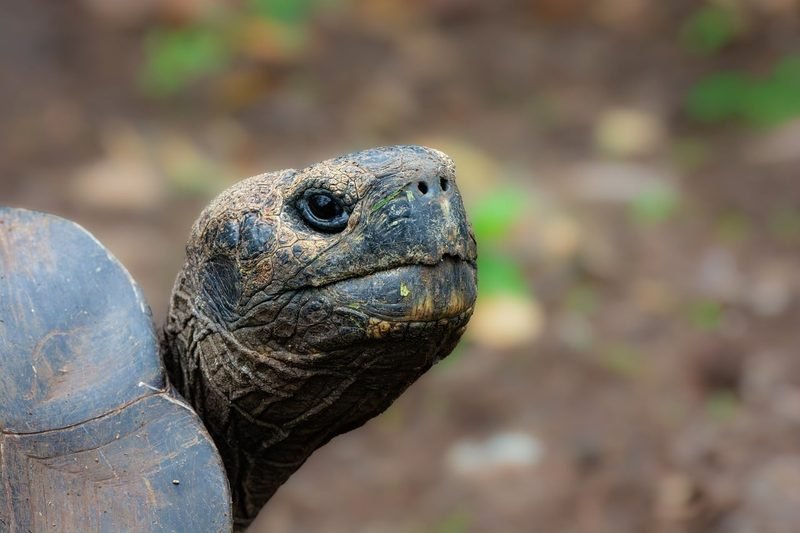 The Wildlife of the Galapagos Islands