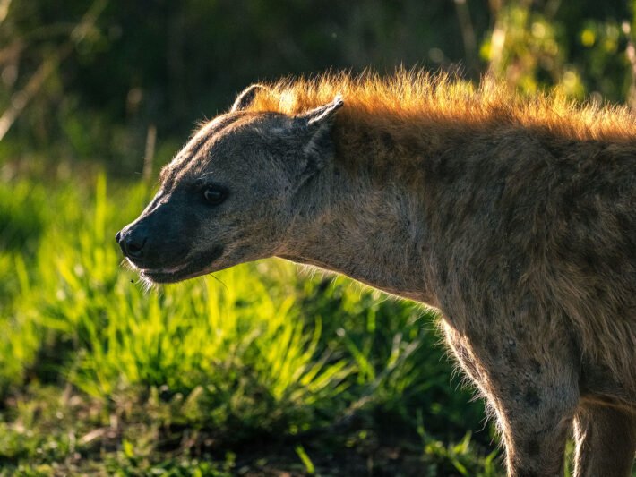 Safari Photography Tips