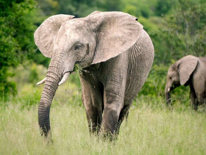 Safari Photography Tips