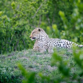 Safari Photography Tips