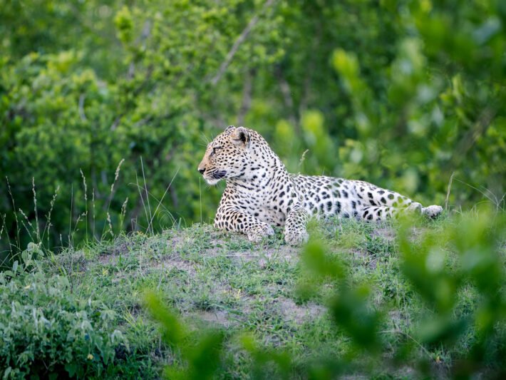 Safari Photography Tips