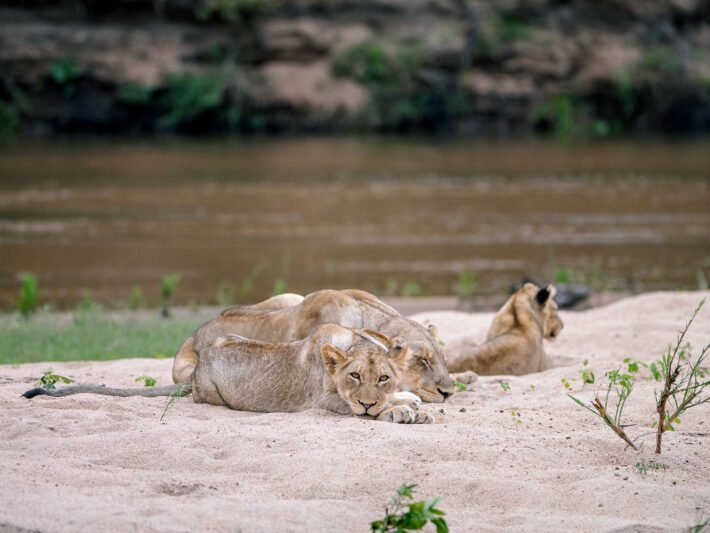 Safari Photography Tips