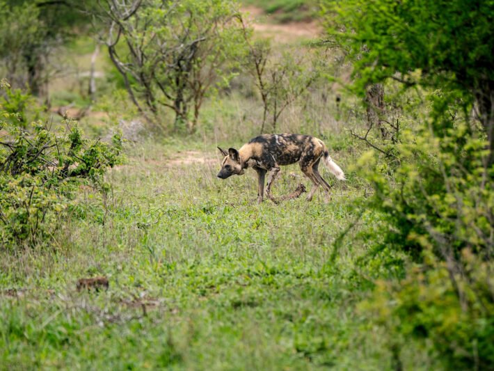 Safari Photography Tips